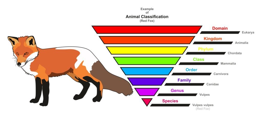 Featured image of post Animal Classification Chart Domain