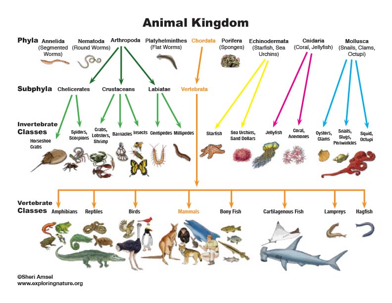 Featured image of post Animal Classification Chart Free