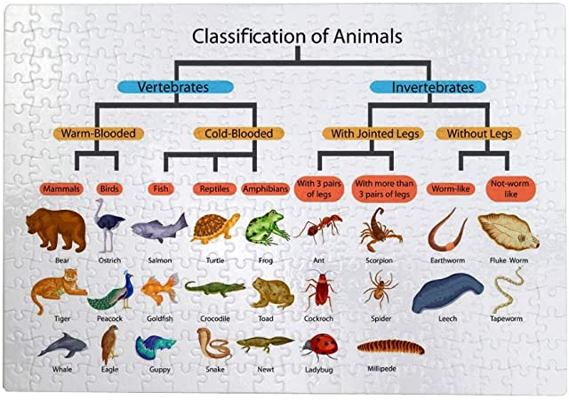 Featured image of post Animal Classification Chart Kids