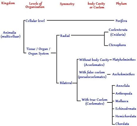 Featured image of post Animal Classification Chart Kingdom Phylum