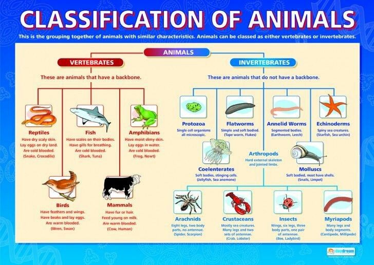 Featured image of post Animal Classification Chart Printable