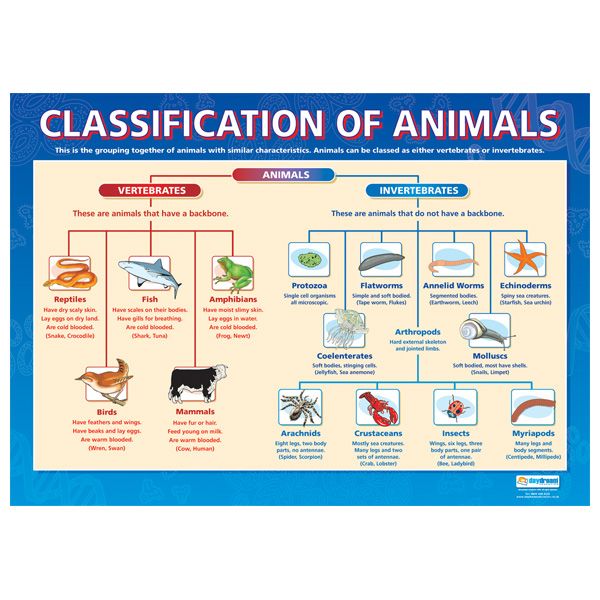 Featured image of post Animal Classification Chart Simple