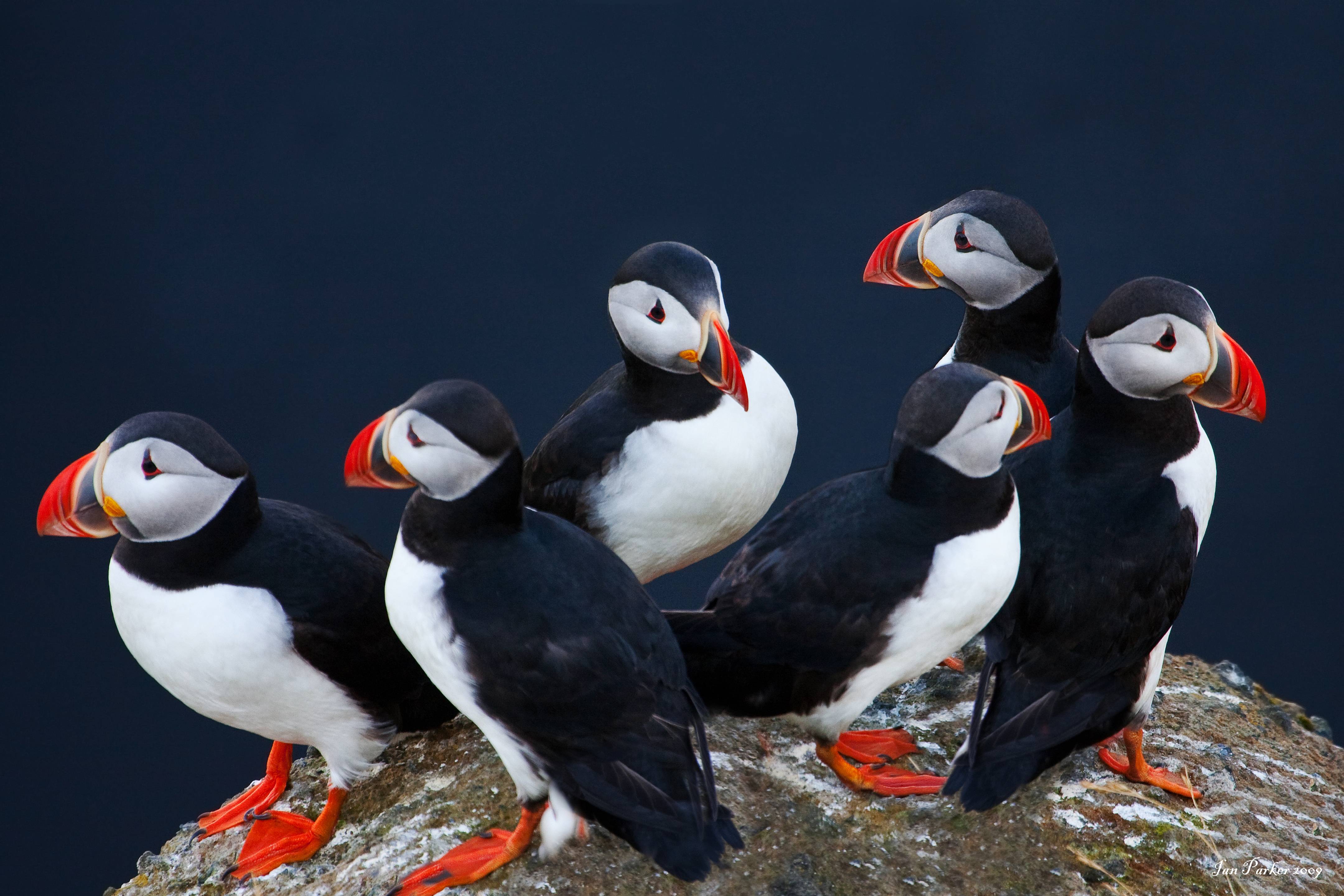 Featured image of post Atlantic Puffin Wallpaper