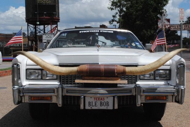 Featured image of post Cow Horns On Car