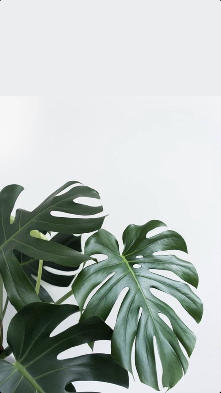 Featured image of post Cute Green Plant Aesthetic Background