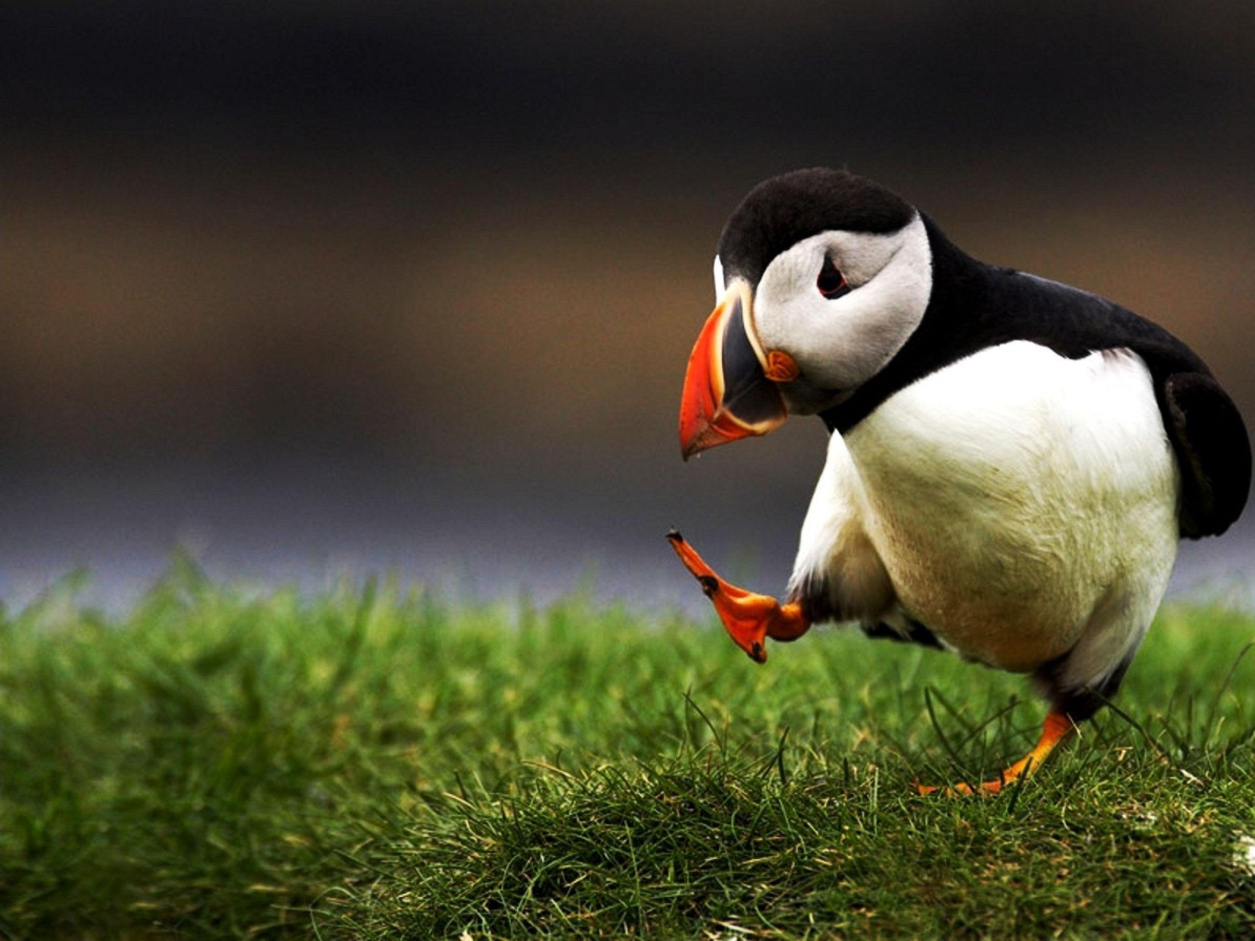 Featured image of post Cute Puffin Wallpaper