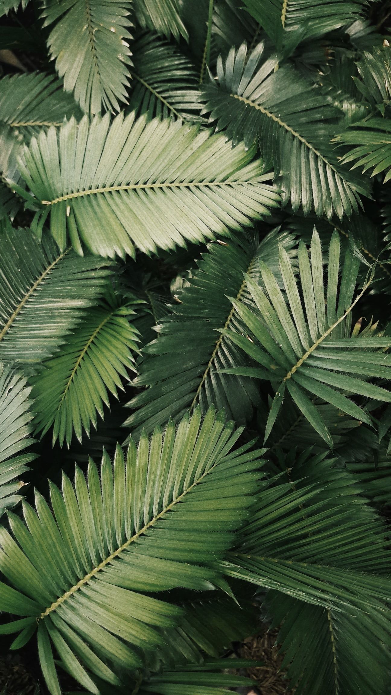 Featured image of post Green Plant Aesthetic Background