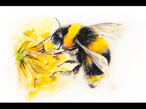 Featured image of post How To Paint A Bumble Bee