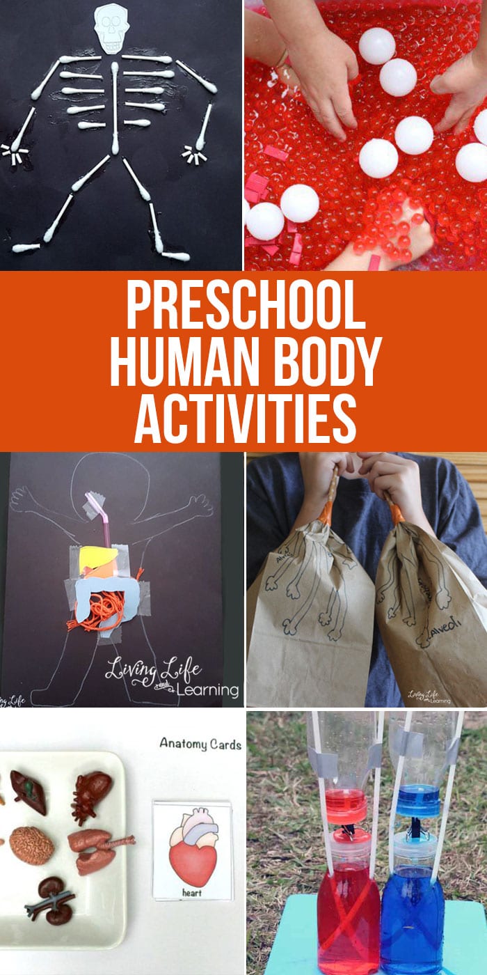 Featured image of post Human Body Activities For Kindergarten