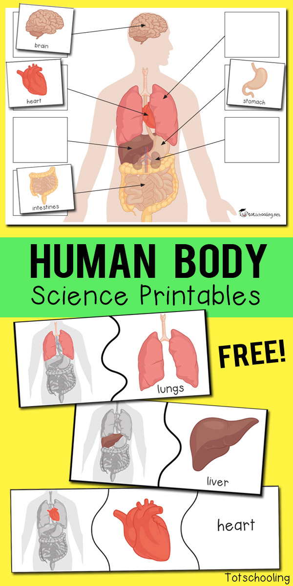 Featured image of post Human Body Organs For Kindergarten