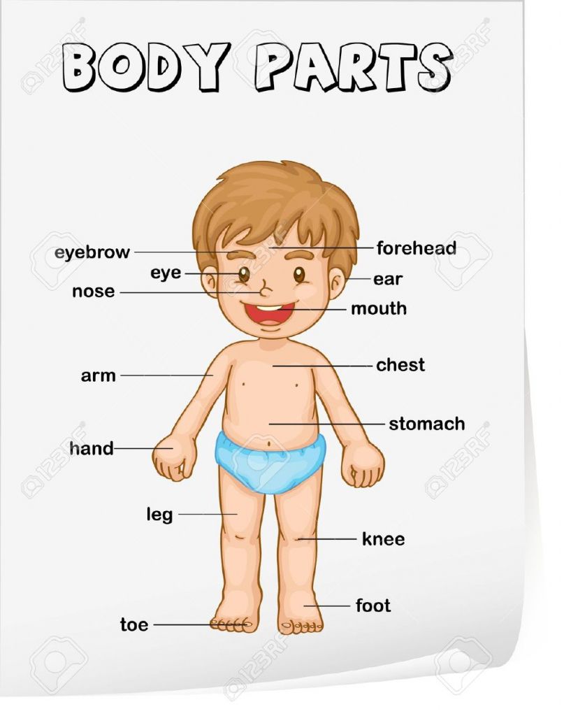 Featured image of post Human Body Parts For Kindergarten Pdf