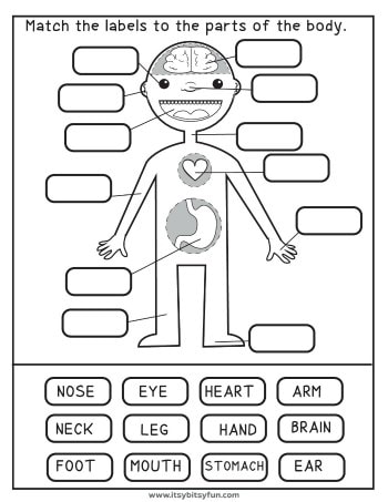 Featured image of post Human Body Printable For Kindergarten