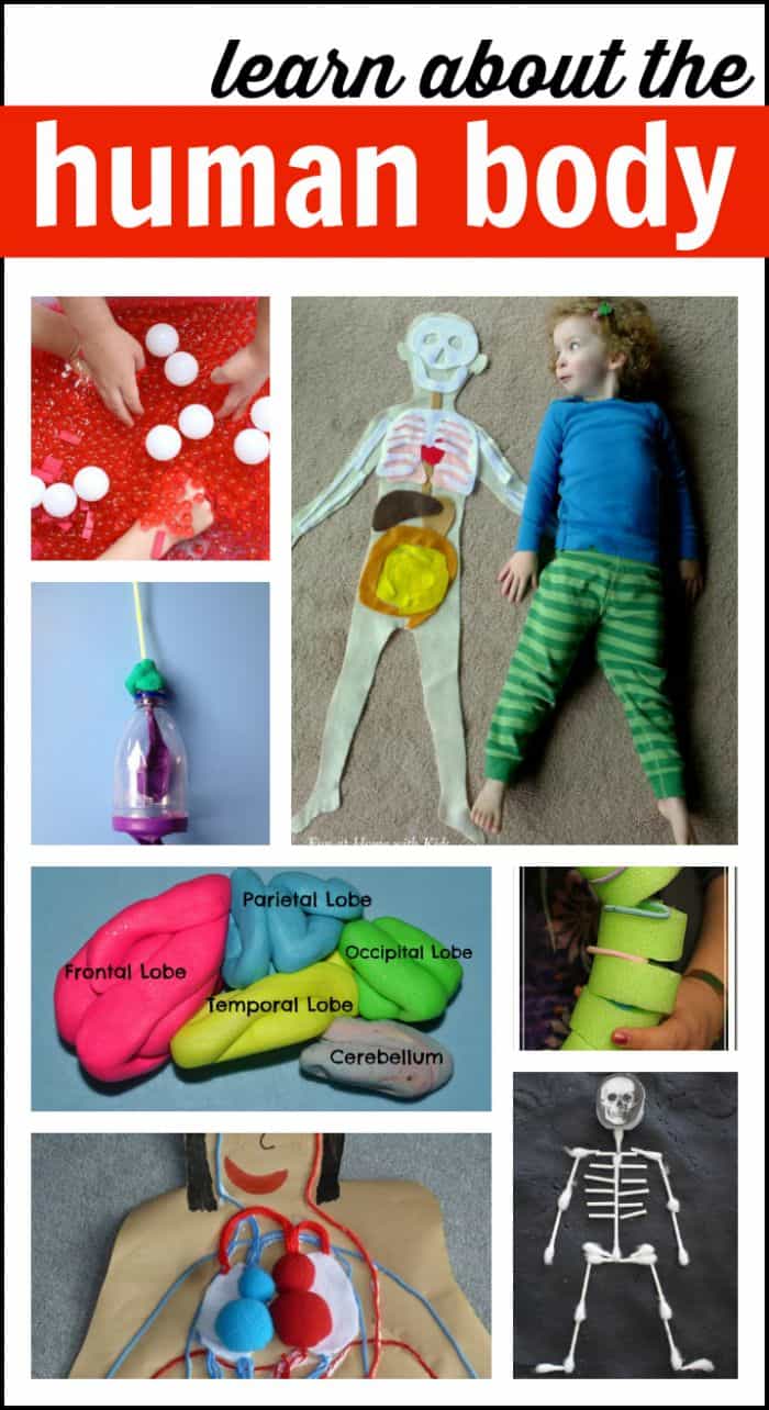 Featured image of post Human Body Project For Kindergarten