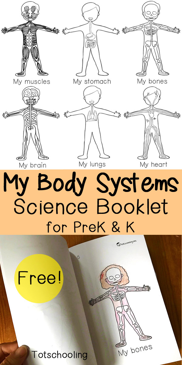 Featured image of post Human Body Systems For Kindergarten