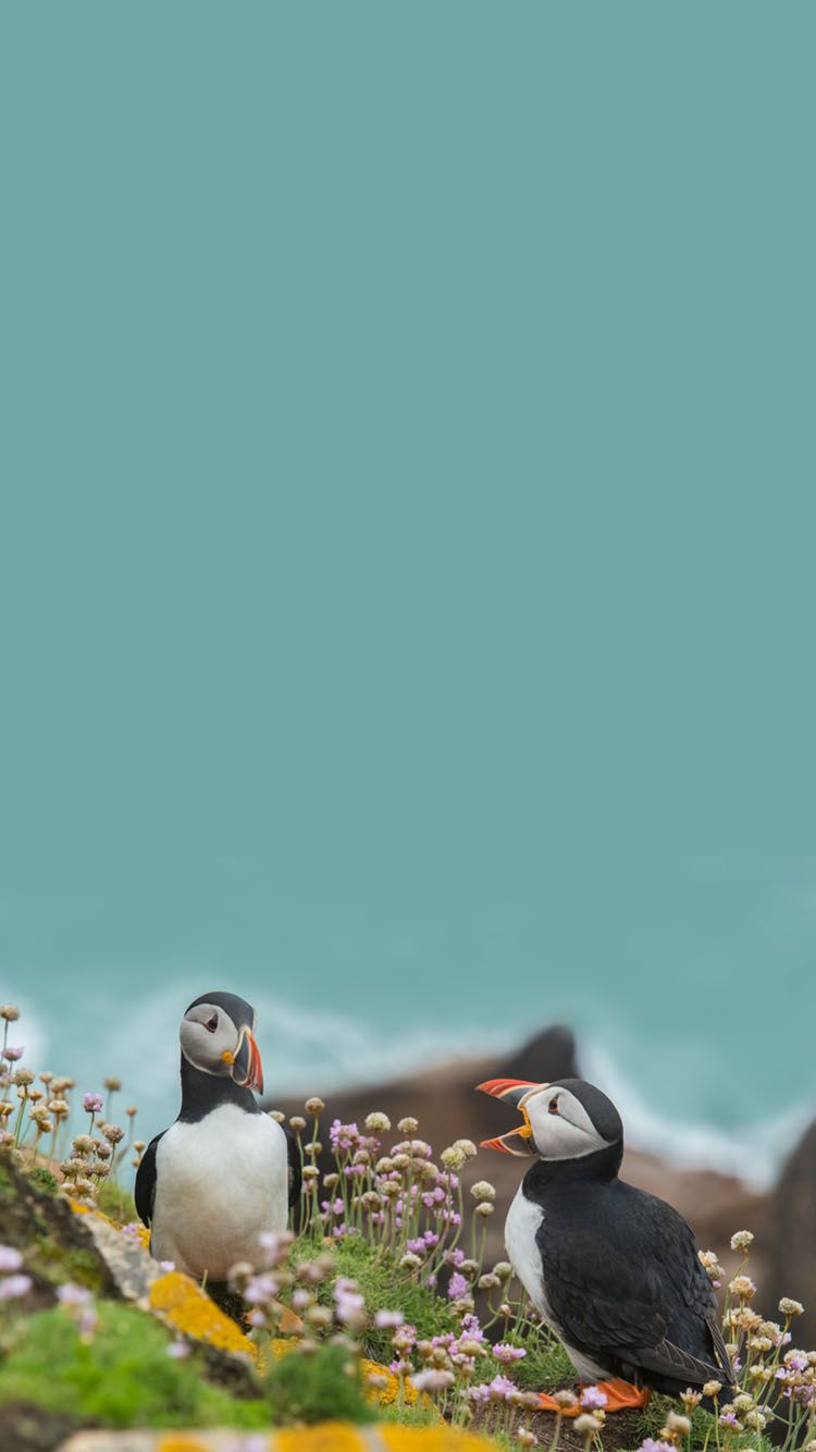 Featured image of post Iphone Puffin Wallpaper