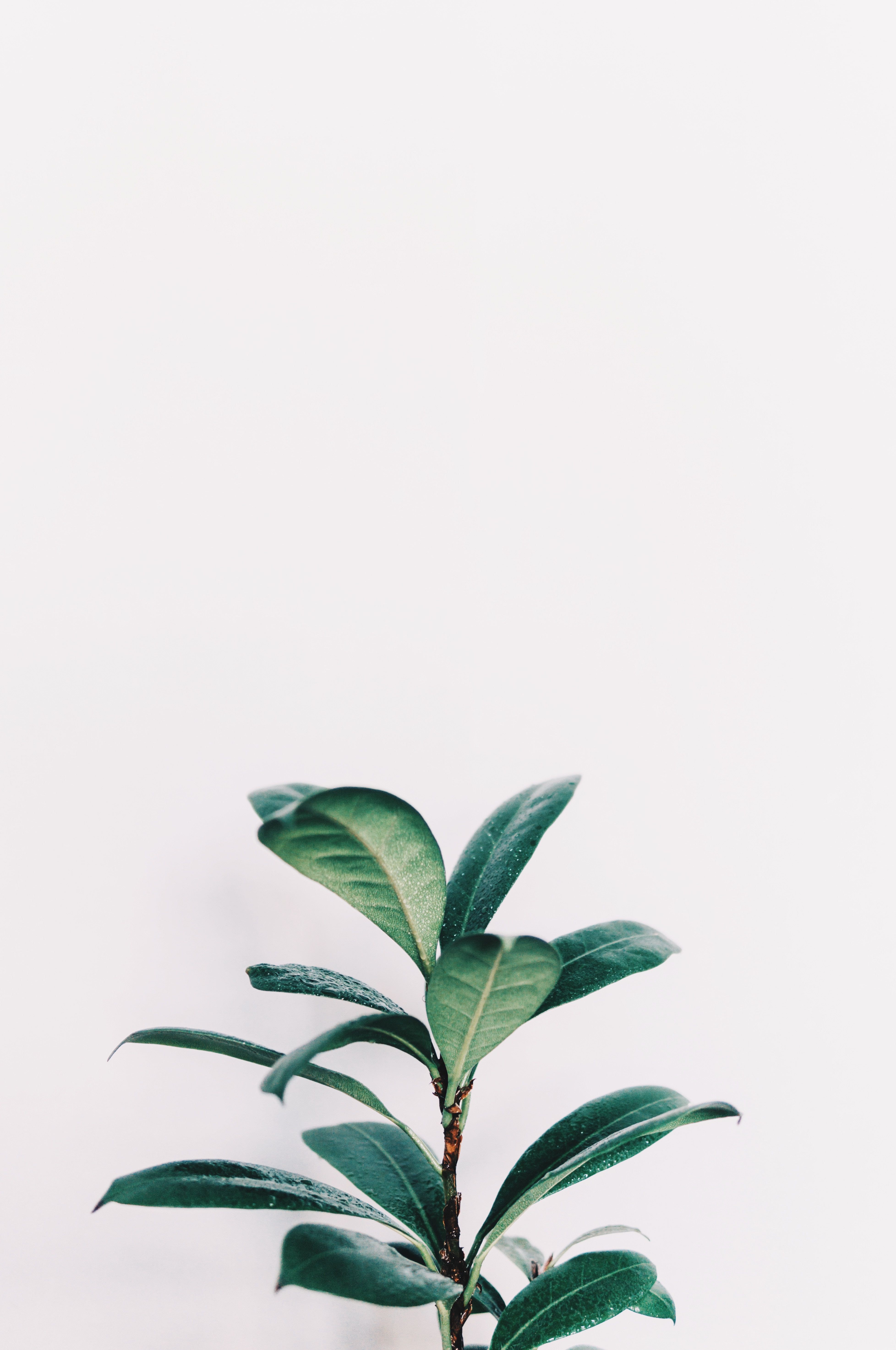 Featured image of post Light Green Plant Aesthetic Background