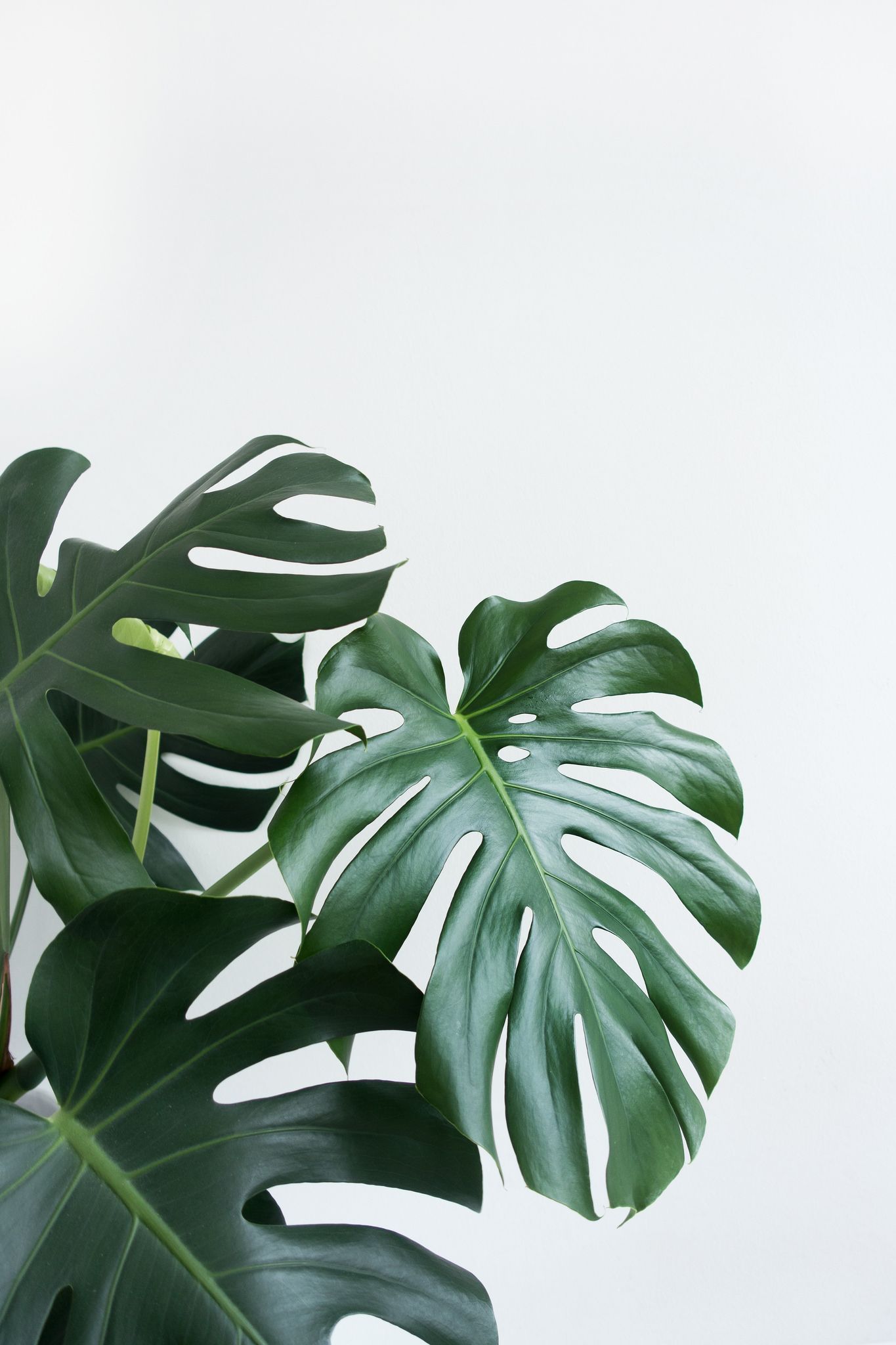 Featured image of post Minimalist Plant Aesthetic Background