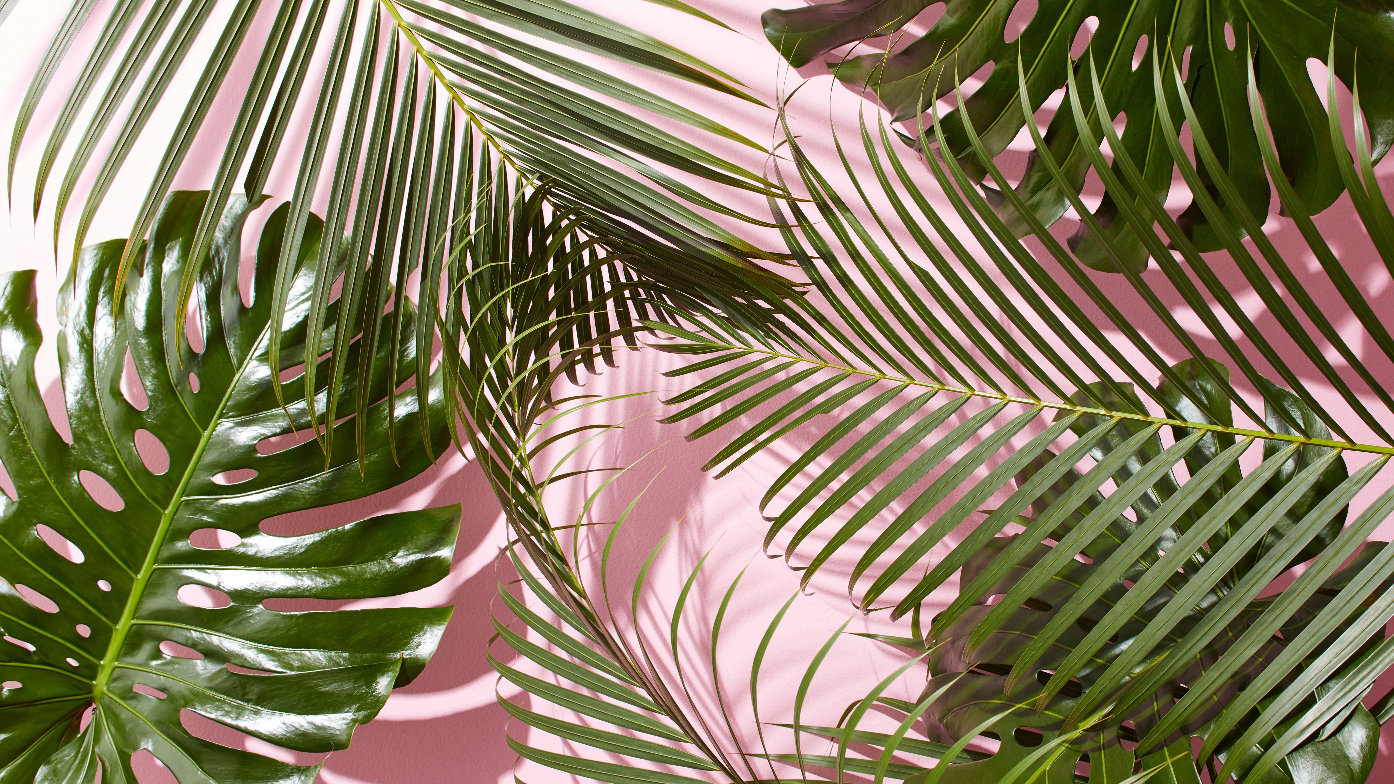 Featured image of post Plant Aesthetic Background Hd