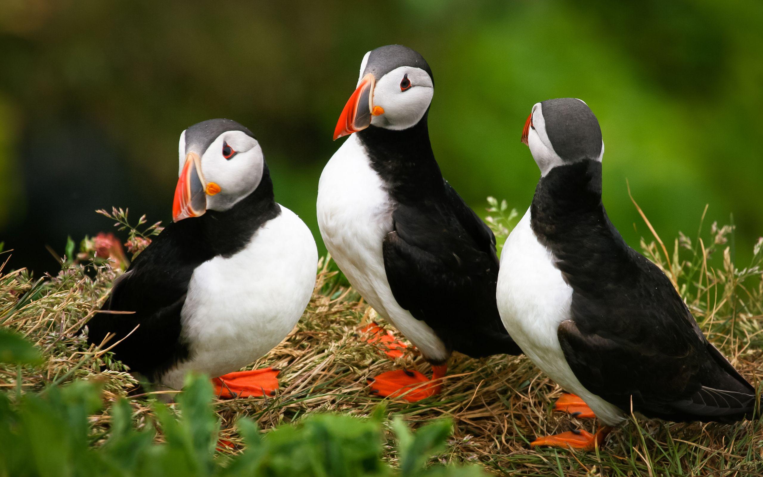 Featured image of post Puffin Wallpaper 4K